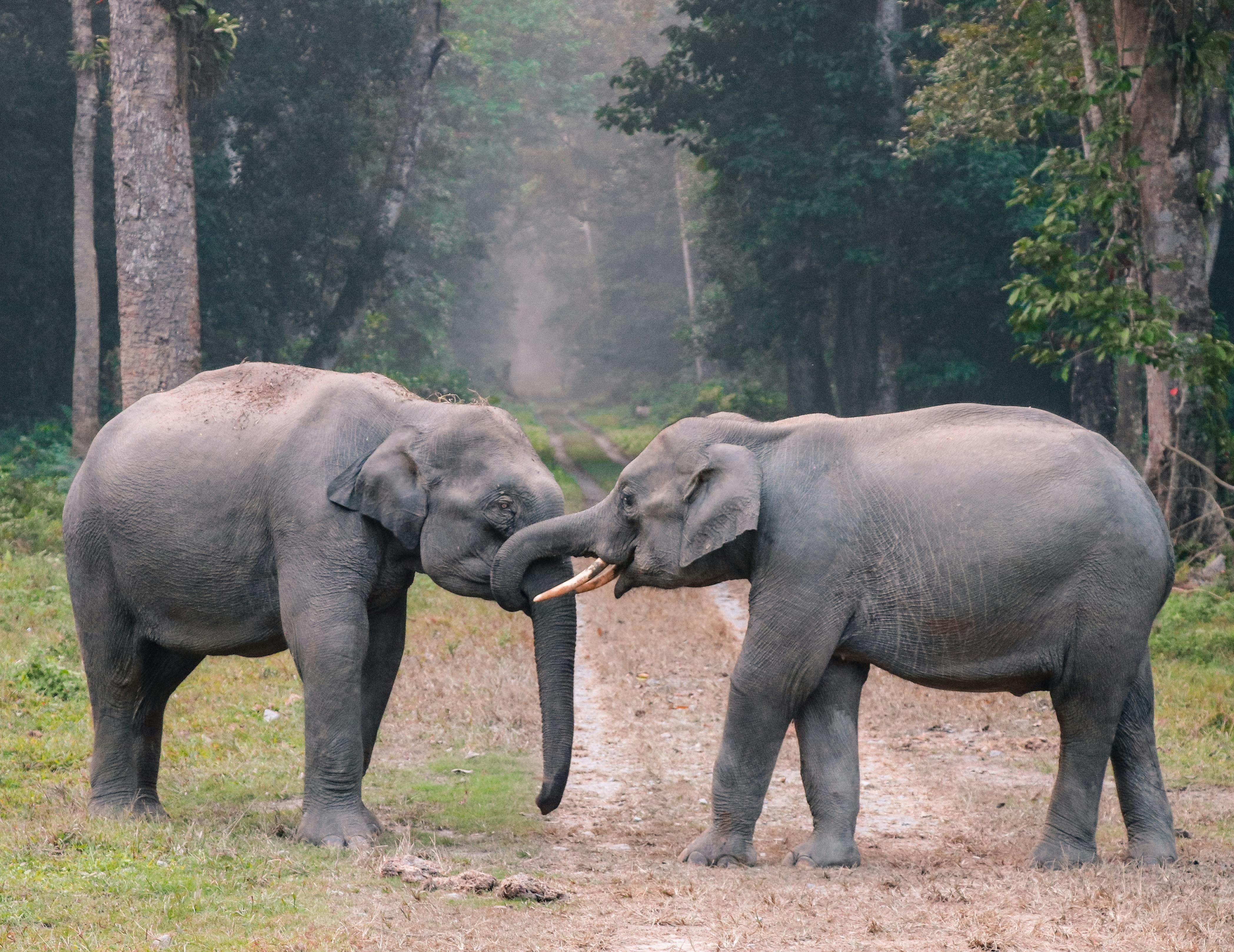 I Santuari per Elefanti in Thailandia: Perchè Fare Attenzione